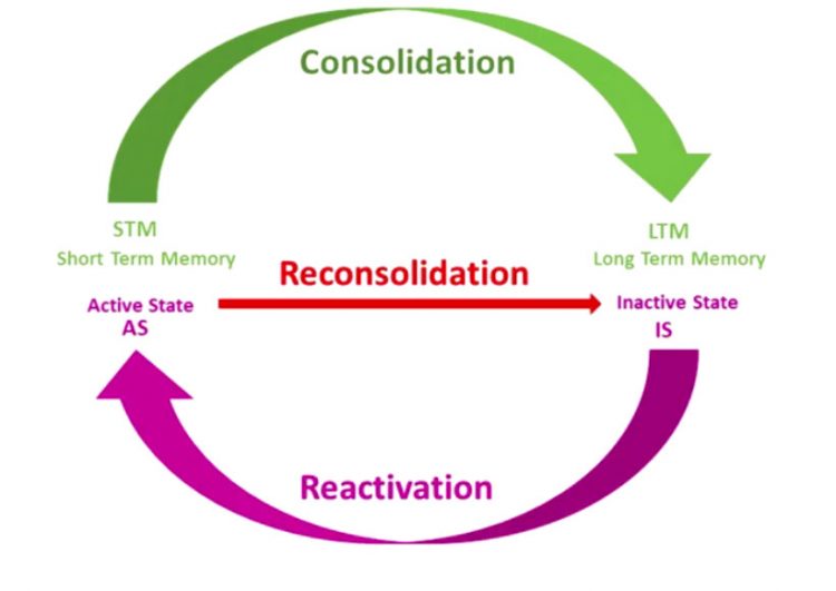 یادگیری و هیپوکامپوس
