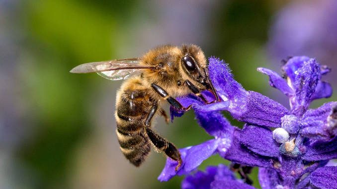 زنبور عسل و ذهن آرام